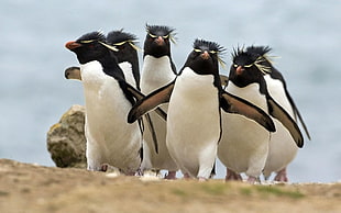 animal photography of six penguins